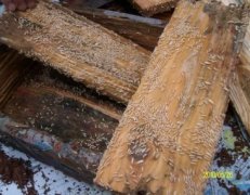 金鼎殺蟲案例展示